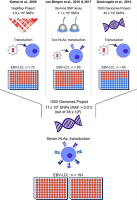 Optimized Whole Genome Association Scanning for Discovery of HLA Class I-Restricted Minor Histocompatibility Antigens